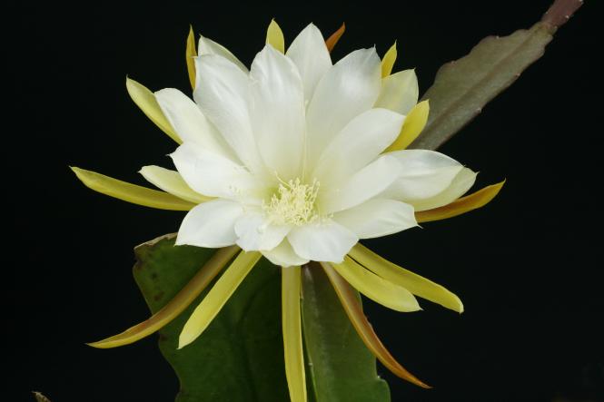 Epicactus-Hybriden Zitrone 