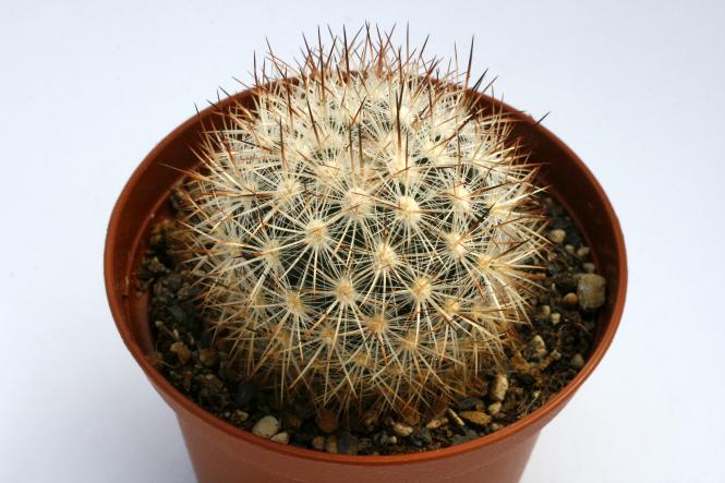 Escobaria organensis *1^ 