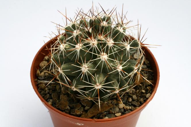 Escobaria vivipara % *2^ Colorado Springs, CO, USA 