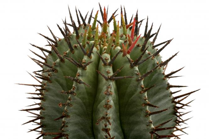 Euphorbia horrida % 