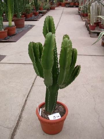 Euphorbia ingens >. 