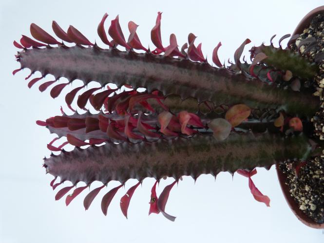 Euphorbia trigona f. rubra 