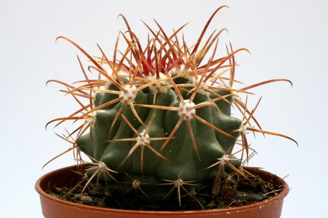 Ferocactus acanthodes 