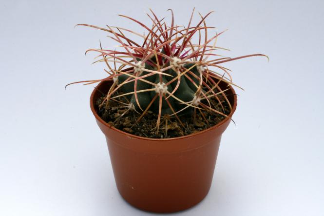 Ferocactus cylindraceus Lincoln Country. Nevada, USA 