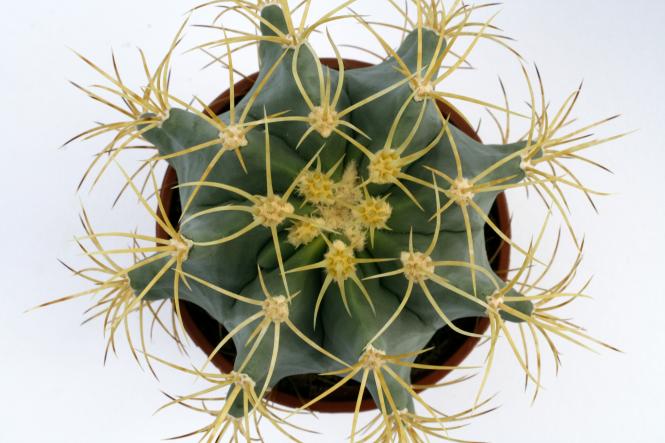 Ferocactus glaucescens 