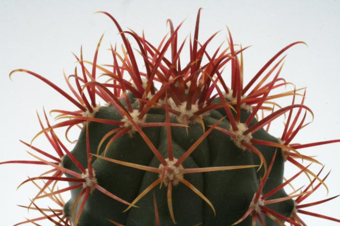 Ferocactus gracilis ssp. coloratus 