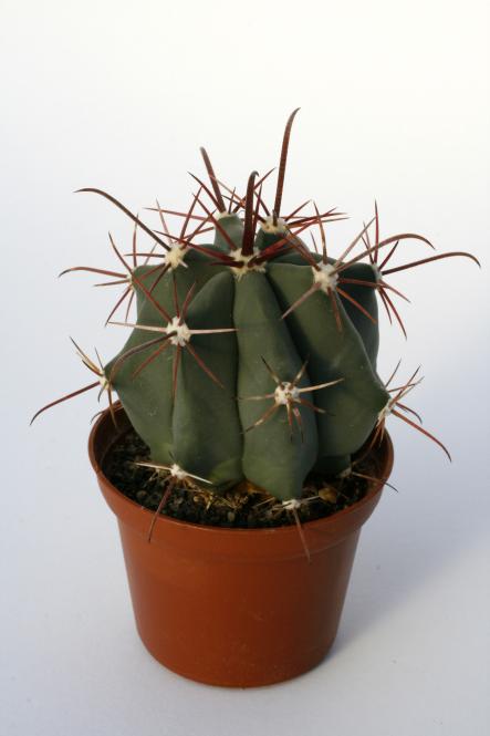 Ferocactus peninsulae n. of Ciudad Insurgentes, BCS, MEX 