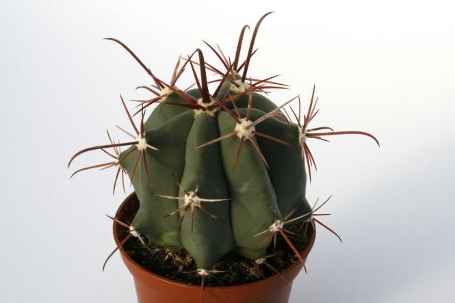 Ferocactus peninsulae n. of Ciudad Insurgentes, BCS, MEX 