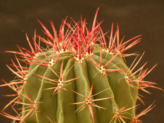 Ferocactus pilosus $ Nunez, SLP, MEX 