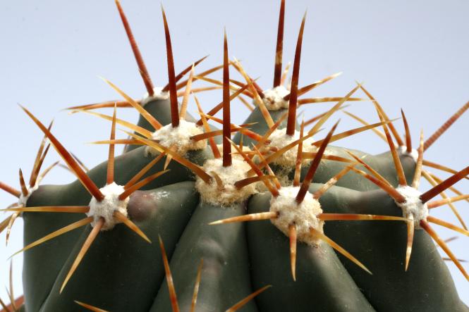 Ferocactus pottsii Ciudad Obregon, Son, MEX 