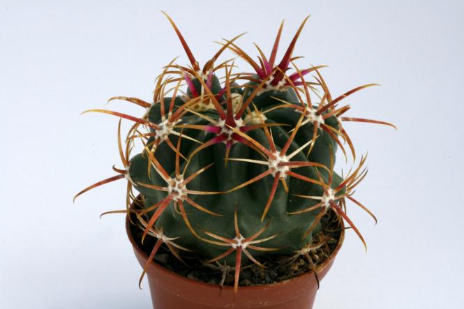 Ferocactus viridescens La Jolla, CA, USA 