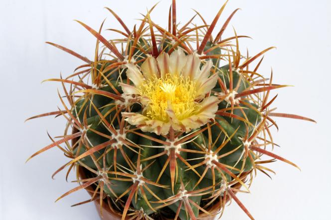 Ferocactus viridescens Santa Fee, CA, USA 