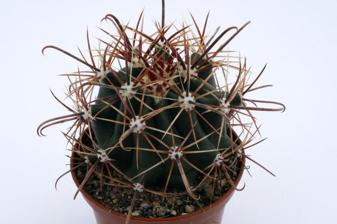 Ferocactus wislizenii *2^ 