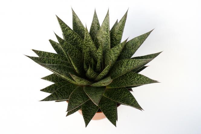 Gasteria Hybride D Due 