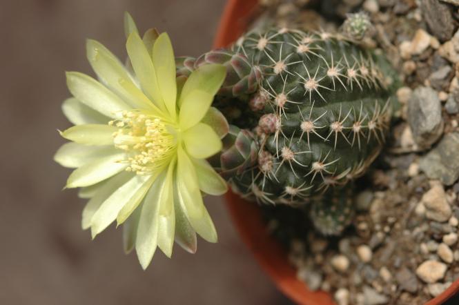Gymnocalycium andreae ssp. fechseri Sierra Grande, El Mirador, Cordoba, ARG, 1888m 