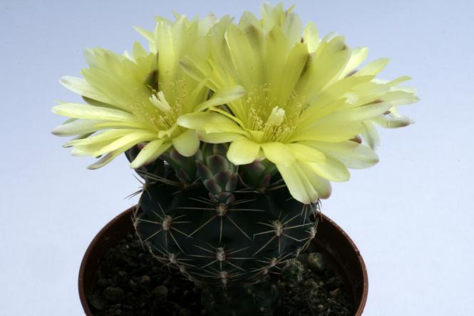 Gymnocalycium andreae ssp. fechseri 