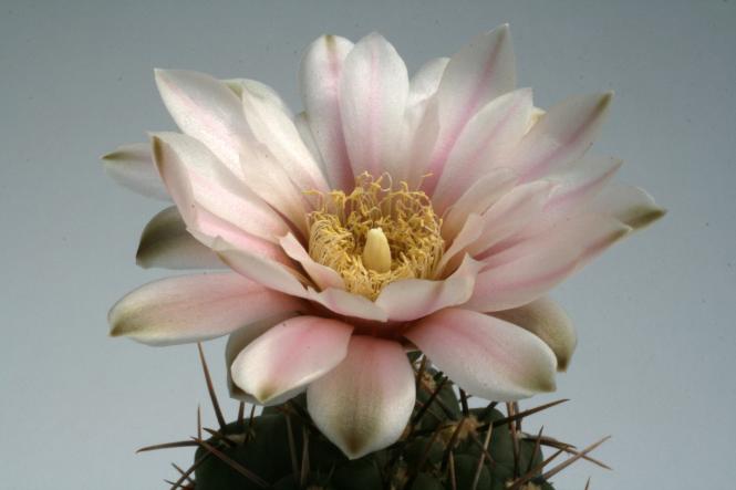 Gymnocalycium borthii VoS903 Puntas Duraznito, Soriano, Uruguay 