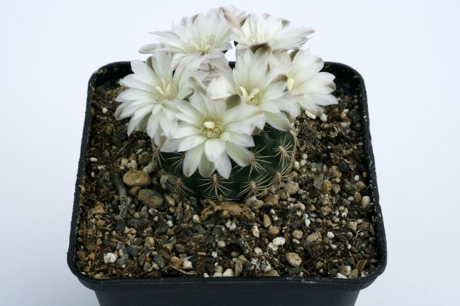 Gymnocalycium bruchii *2^ 