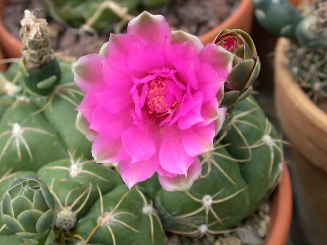 Gymnocalycium denudatum Jan Suba 