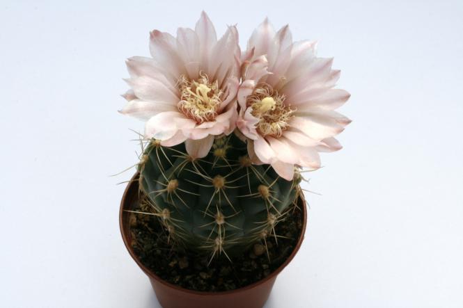 Gymnocalycium erinaceum ssp. paucisquamosum VoS734 