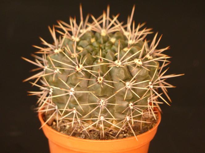 Gymnocalycium gibbosum ssp. nigrum *2 % WP120-165 