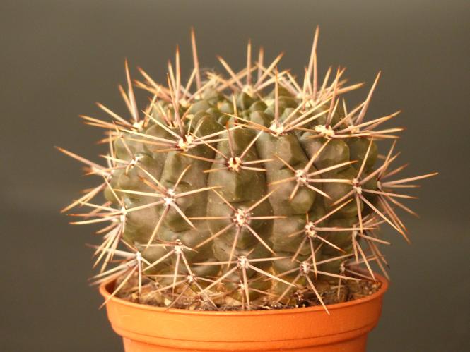 Gymnocalycium gibbosum ssp. ferox *4^ % 