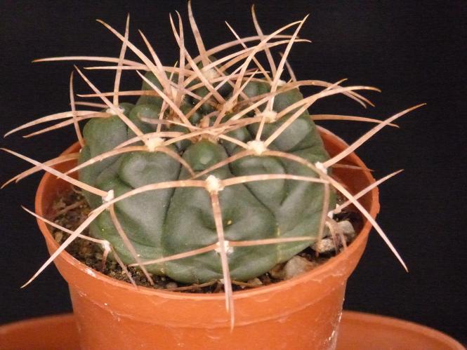 Gymnocalycium jochumii GN888-3382 