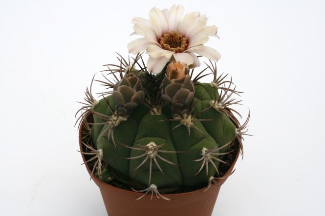 Gymnocalycium marquezii 