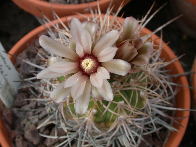 Gymnocalycium mazanense 