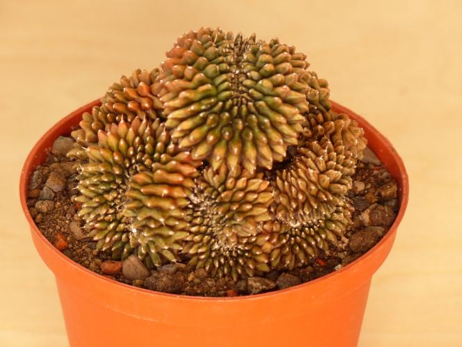 Gymnocalycium mihanovichii v. inermis f. cristata 