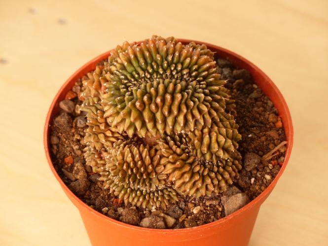 Gymnocalycium mihanovichii v. inermis f. cristata 