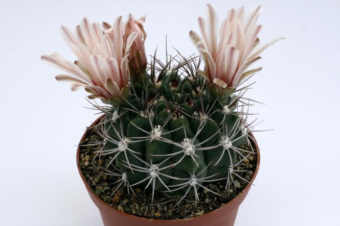 Gymnocalycium mostii Agua de Oro, Cordoba, ARG 