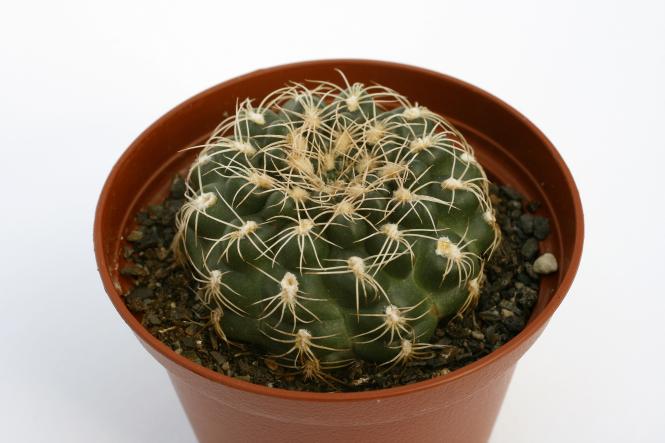 Gymnocalycium parvulum ssp. amoenum VoS891 w. of Panaholma, Cordoba, ARG, 1004m 