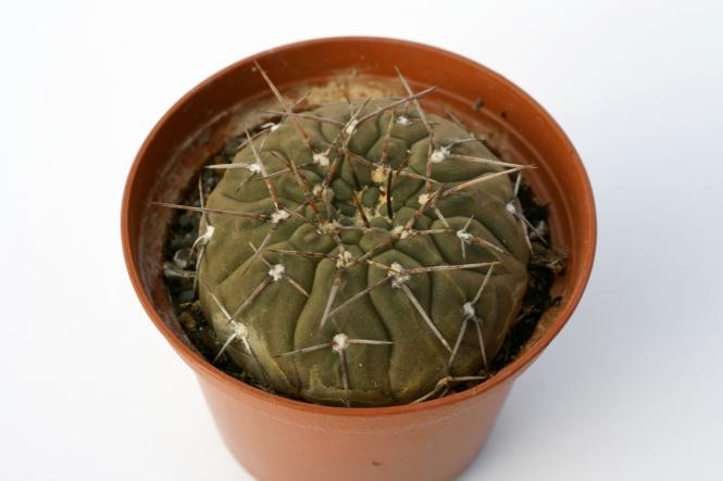Gymnocalycium riojense ssp. mirandaense P222 Cuesta Miranda, La Rioja, ARG, 1300m 