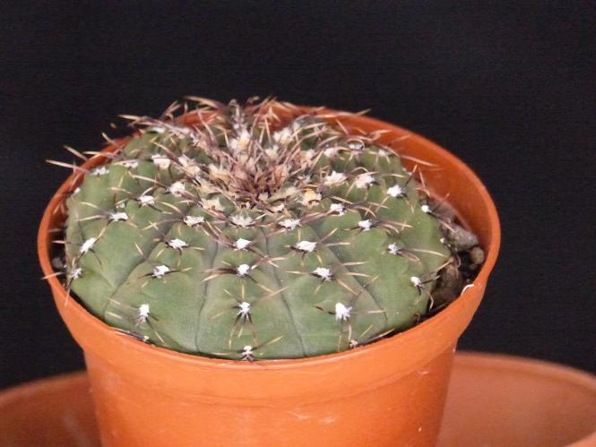Gymnocalycium stellatum v. kleinianum VoS632 