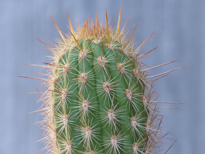 Haageocereus pseudoacranthus Rio Lurin, Peru, 1200m 