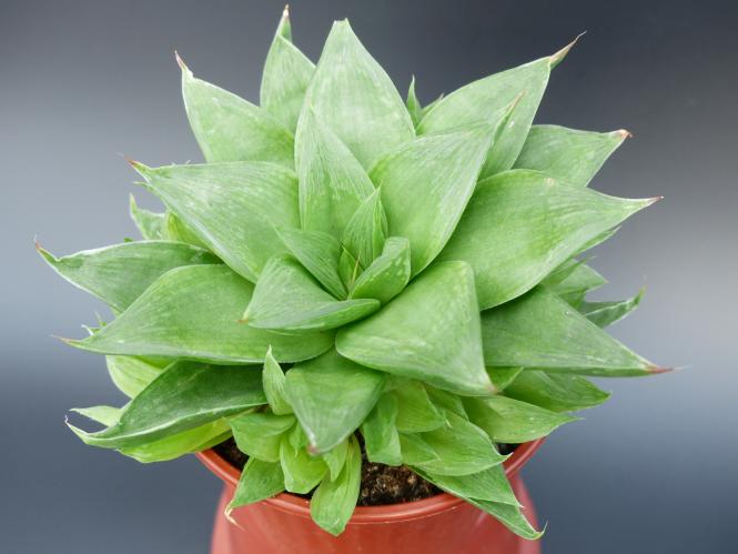 Haworthia cymbiformis Hybride 