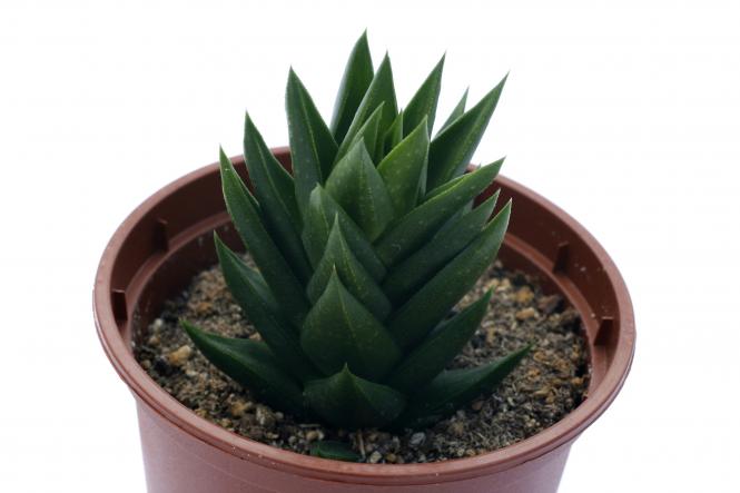 Haworthia glauca v. armstrongii 