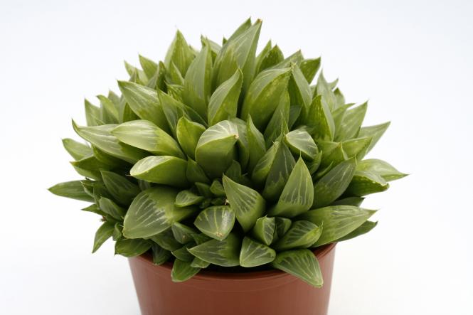 Haworthia mucronata v. inconfluens Sevenweekspoort, Western Cape, RSA 