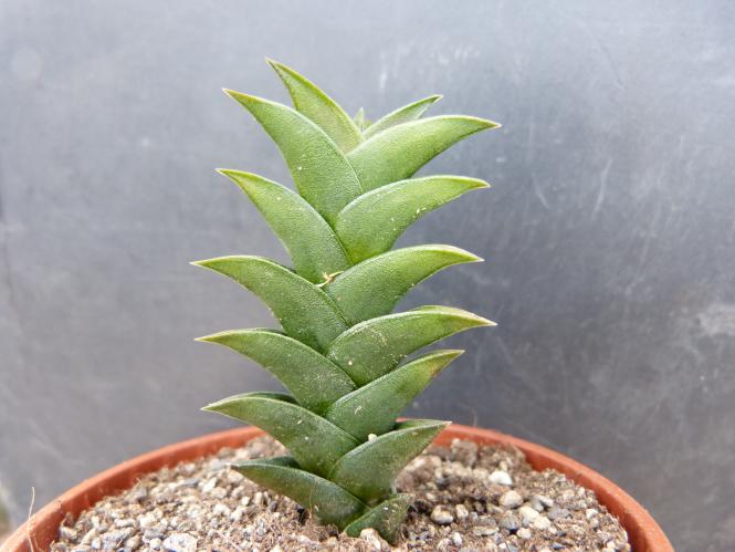 Kakteen Haage | Haworthia viscosa IB 586 | online kaufen