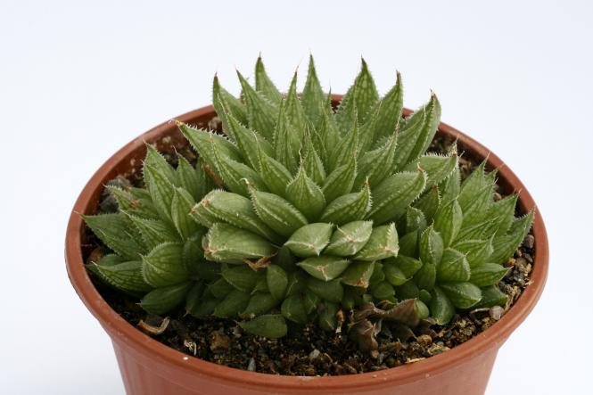 Haworthia willowmorensis 