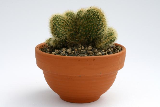 Hildewintera aureispina f. cristata 