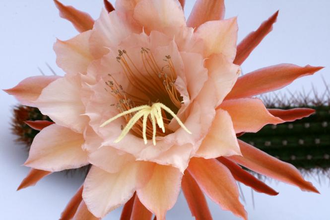 Hildewintera Butterfly 