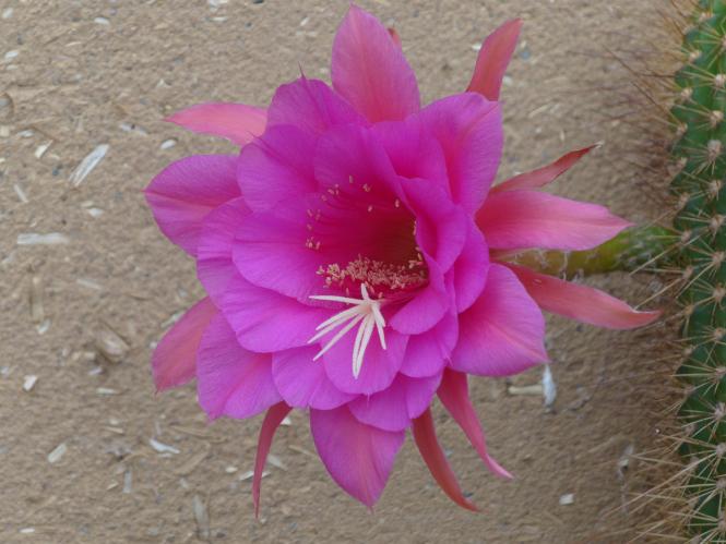 Hildewintera Humkes Orkan 