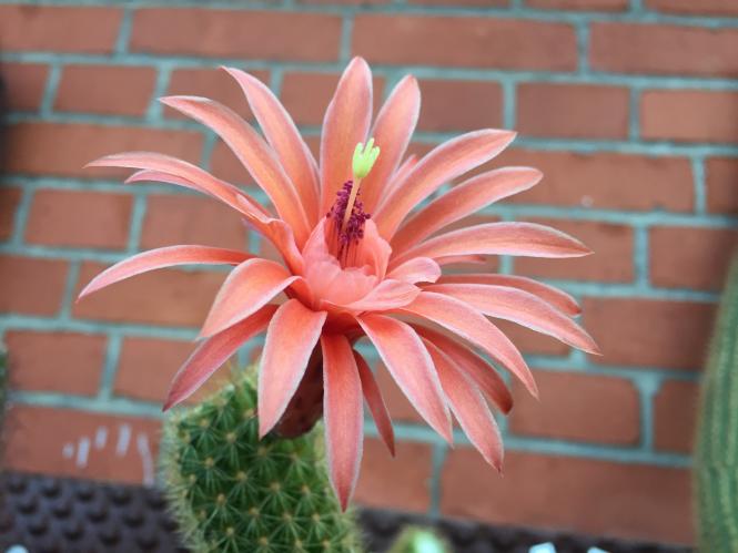 Hildewintera x Traisenglück x colademononis 