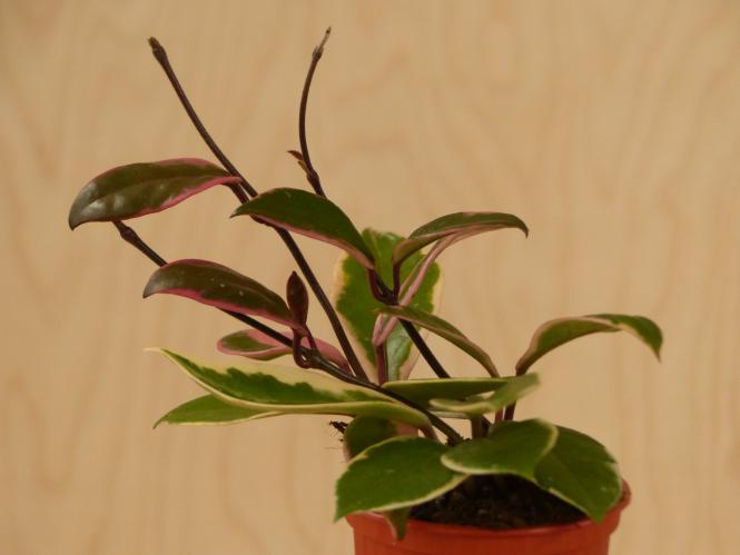 Hoya australis Flamingo Dreams 