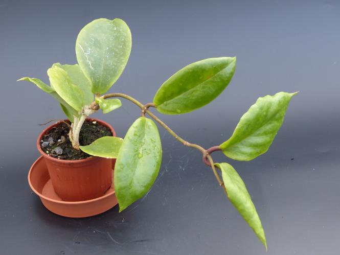 Kakteen Haage Hoya bicolor online kaufen