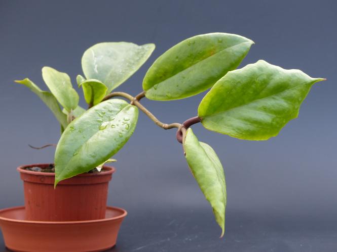 Kakteen Haage Hoya bicolor online kaufen