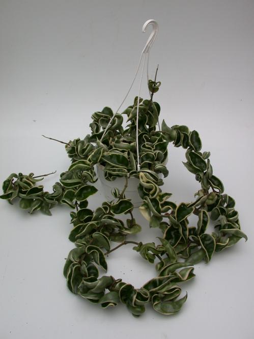 Hoya carnosa round leaf 