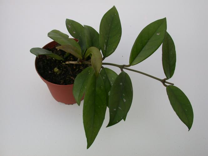 Kakteen Haage | Hoya carnosa cv. rote Blüte IPPS0254 | online kaufen